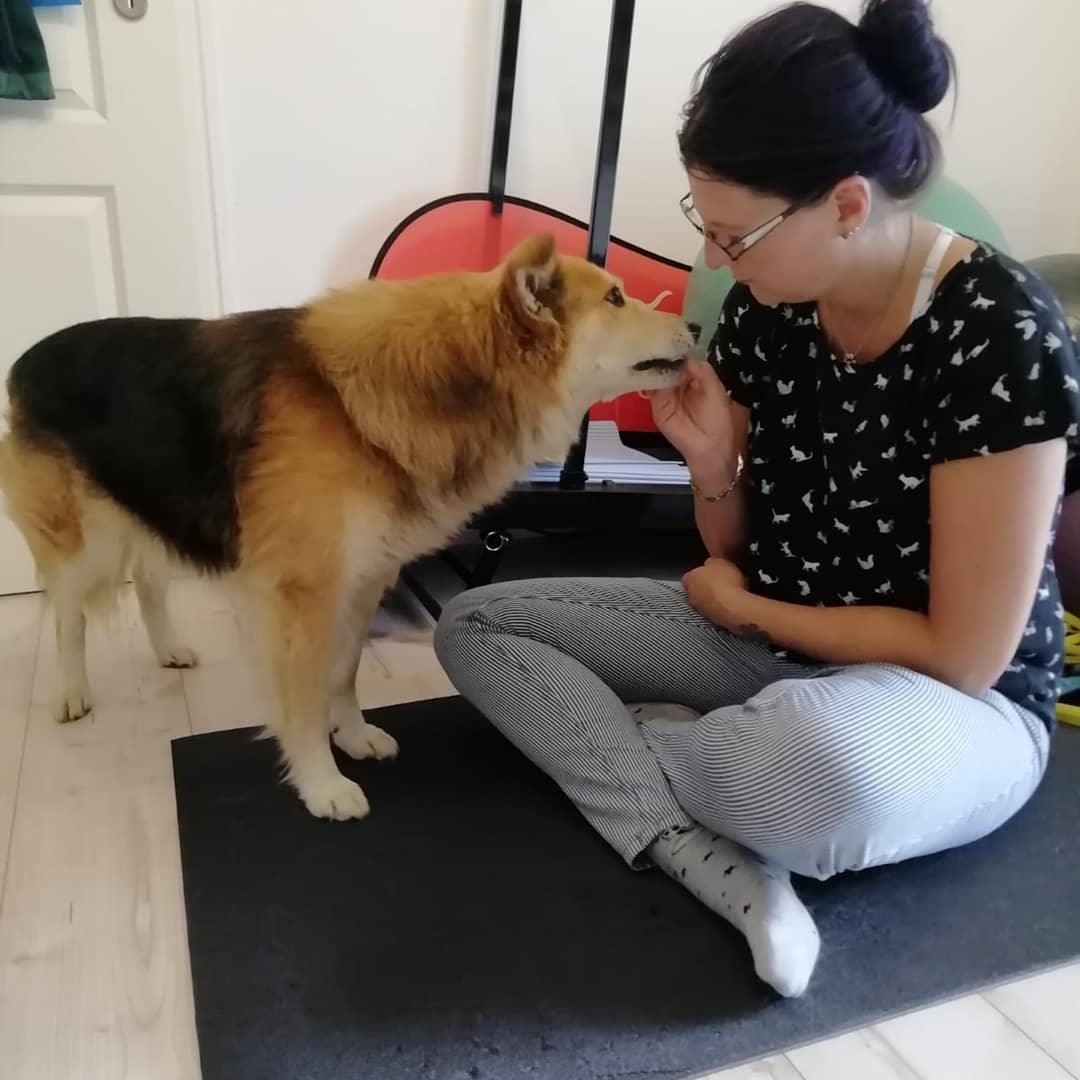 Yvonne Dörner bei der Arbeit mit einem Hund