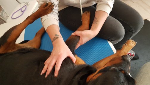 Hilfsmittel und tierphysiotherapeutische Begleitung