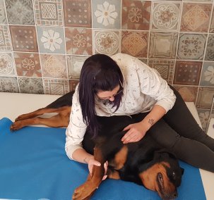 Tierphysiotherapie in ruhiger Atmosphäre